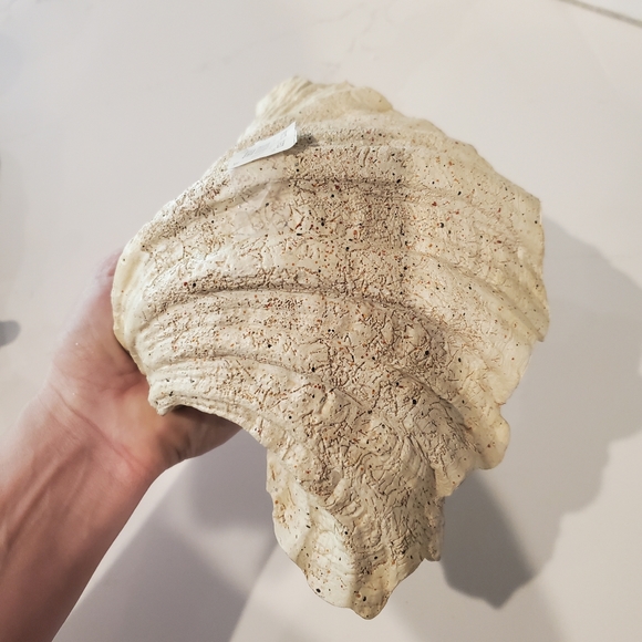 Pottery Barn Shell - Picture 2 of 3